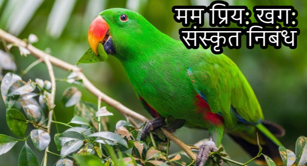 essay on parrot in sanskrit